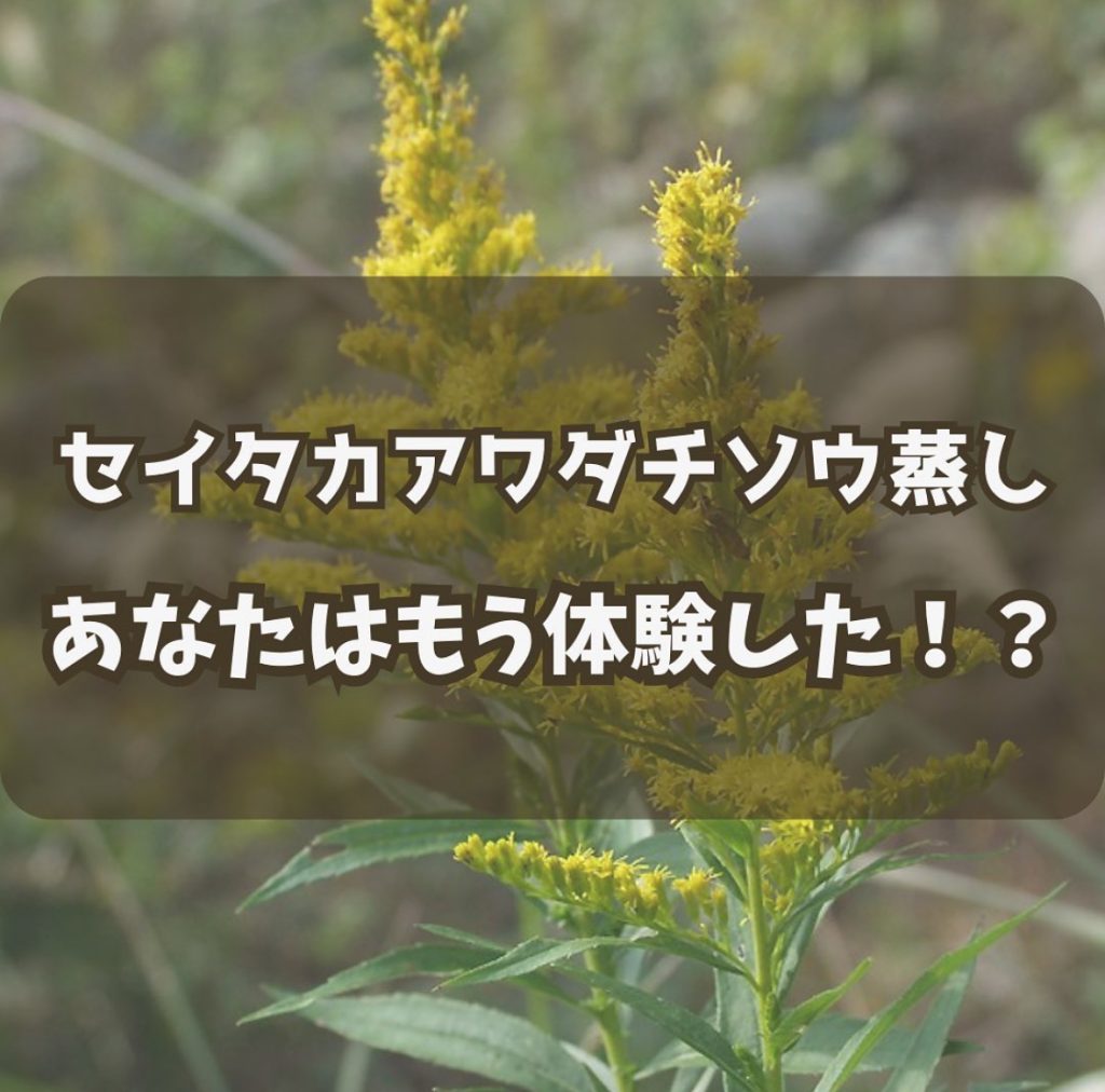 画像コンテンツ